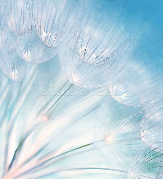 Zdjęcia stock: Streszczenie · Dandelion · kwiat · niebieski · ekstremalnych