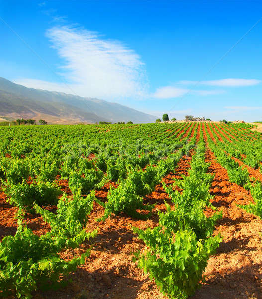 Vinha paisagem campo limpar blue sky Foto stock © Anna_Om