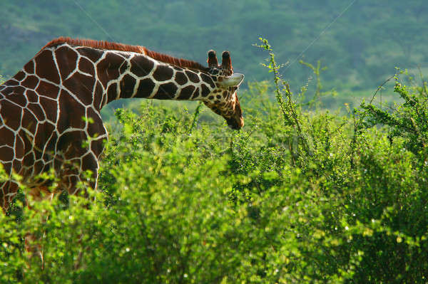 Zsiráf vad Afrika Kenya fa fű Stock fotó © Anna_Om