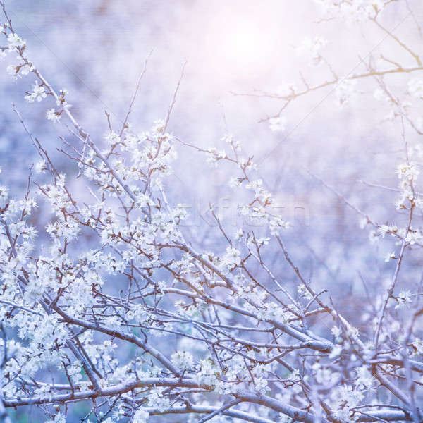 Schönen floral blau weißen Blüten Ast Stock foto © Anna_Om