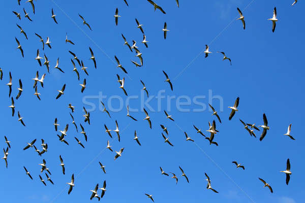 Flock of Pelicans in the sky Stock photo © Anna_Om