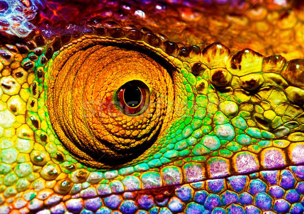 Reptilian eye  Stock photo © Anna_Om