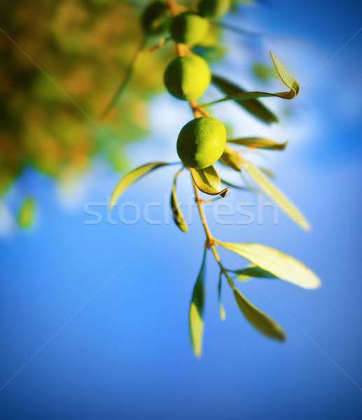 Olijfboom tak vers groene Blauw heldere hemel Stockfoto © Anna_Om