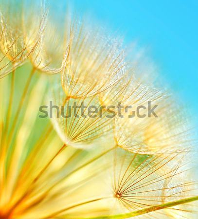 Résumé pissenlit fleur extrême soft [[stock_photo]] © Anna_Om