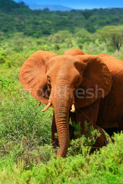 Elefant african Africa Kenia primăvară pădure Imagine de stoc © Anna_Om