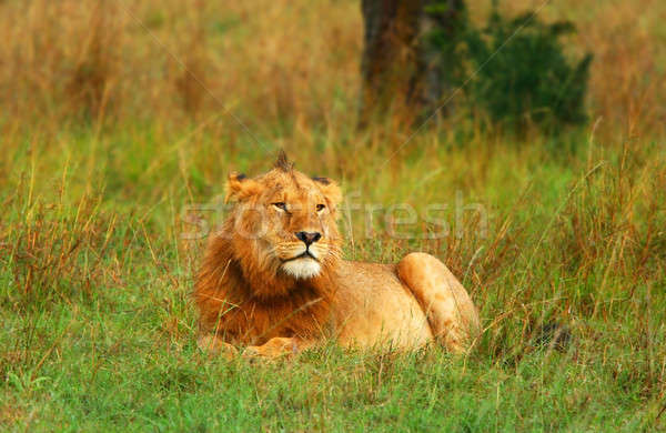 Foto stock: Retrato · jovem · africano · leão · África