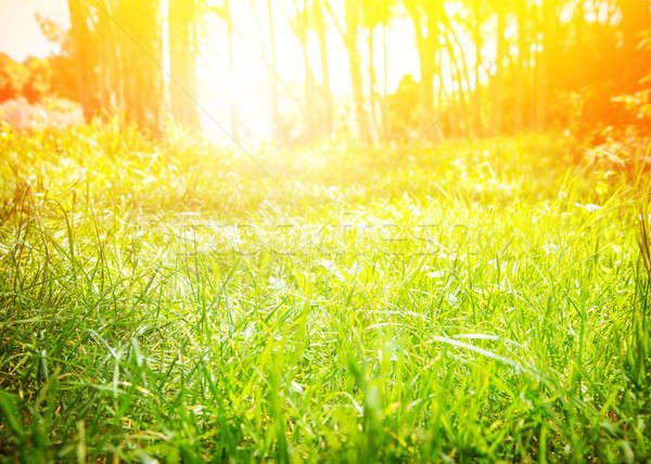 însorit pădure proaspăt iarba verde poiana luminos Imagine de stoc © Anna_Om