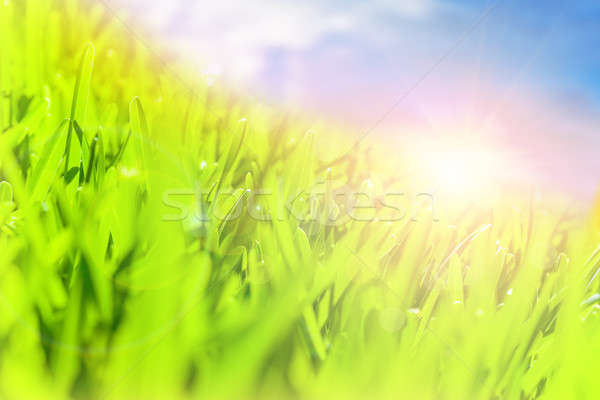 Foto stock: Verde · campo · paisagem · belo · fresco · blue · sky