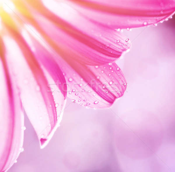 нежный розовый цветочный границе красивой Blur Сток-фото © Anna_Om