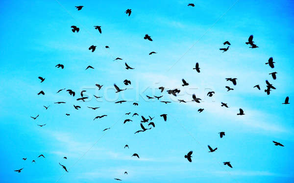 Flock of crows Stock photo © Anna_Om