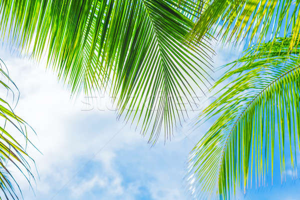 Fresh green palm tree foliage Stock photo © Anna_Om