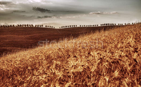 высушите Гранж фото пшеницы Сток-фото © Anna_Om