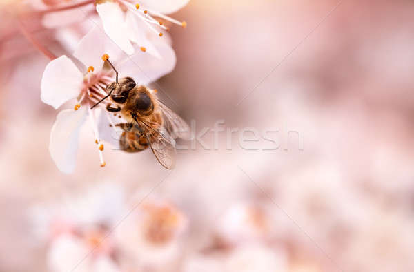 Little bee on blooming cherry Stock photo © Anna_Om
