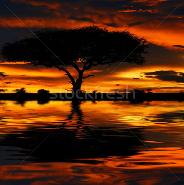 Tree silhouette and dramatic sunset Stock photo © Anna_Om