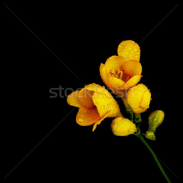 Yellow flower on black background Stock photo © Anna_Om