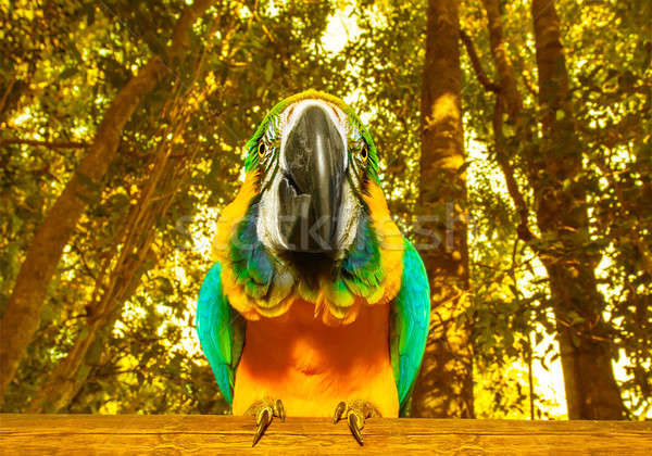 Papagaio foto África do Sul belo pássaro grande Foto stock © Anna_Om