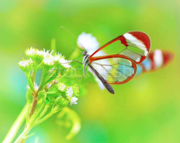Beautiful butterfly on flower Stock photo © Anna_Om