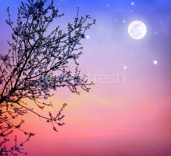 Blooming tree over night sky Stock photo © Anna_Om