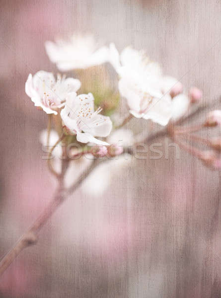 Blooming tree vintage background Stock photo © Anna_Om