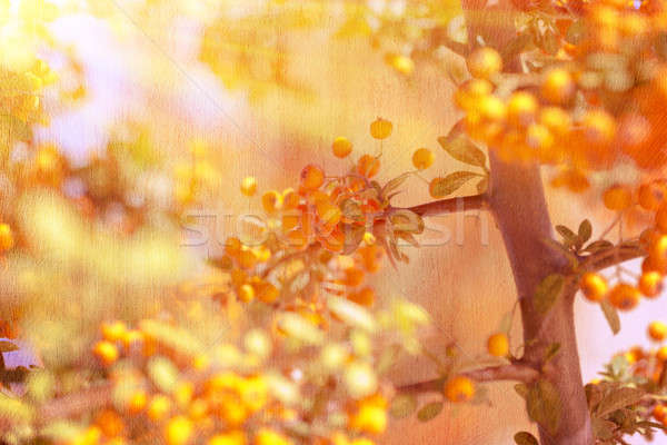 Beautiful rowanberry background Stock photo © Anna_Om