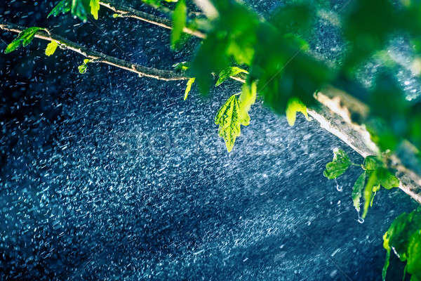 Rain in the rain forest Stock photo © Anna_Om