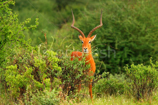 Portrait of male antelope Stock photo © Anna_Om
