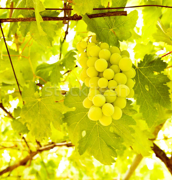 De uva rama Foto maduro blanco hojas Foto stock © Anna_Om