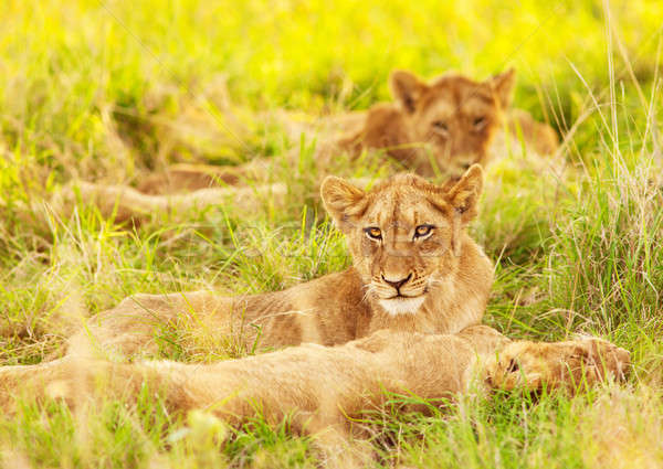 African lion cubs Stock photo © Anna_Om
