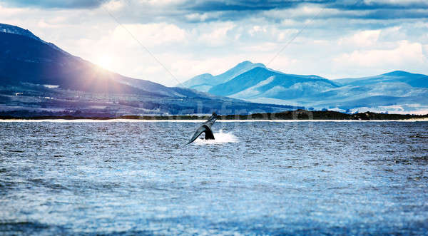 Сток-фото: кит · хвост · океана · гор · Safari