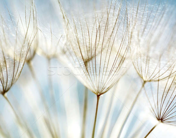 Abstract dandelion flower background Stock photo © Anna_Om