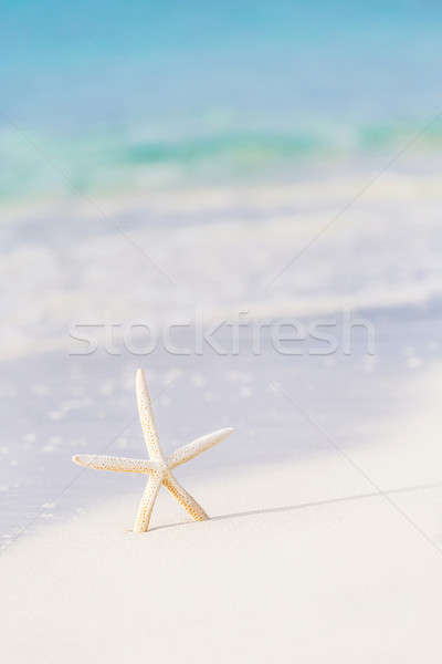 Cute sea star on seashore Stock photo © Anna_Om