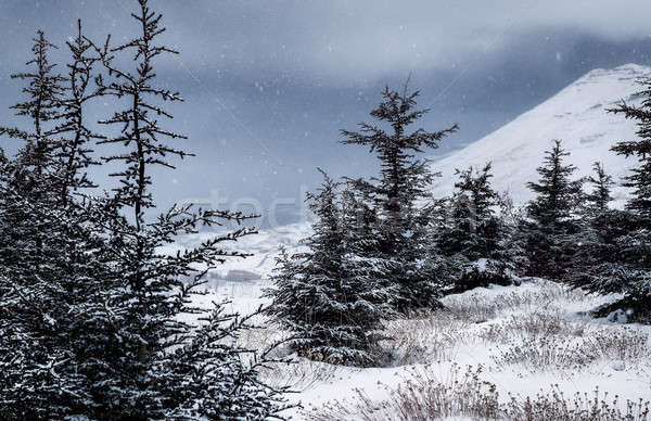 Tél hegyek tájkép cédrus gyönyörű fenyő Stock fotó © Anna_Om