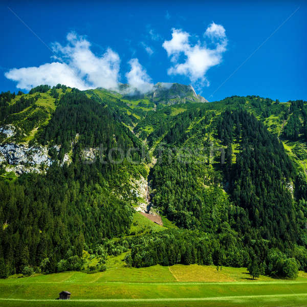 Belo alpino montanhas fresco pinho árvores Foto stock © Anna_Om