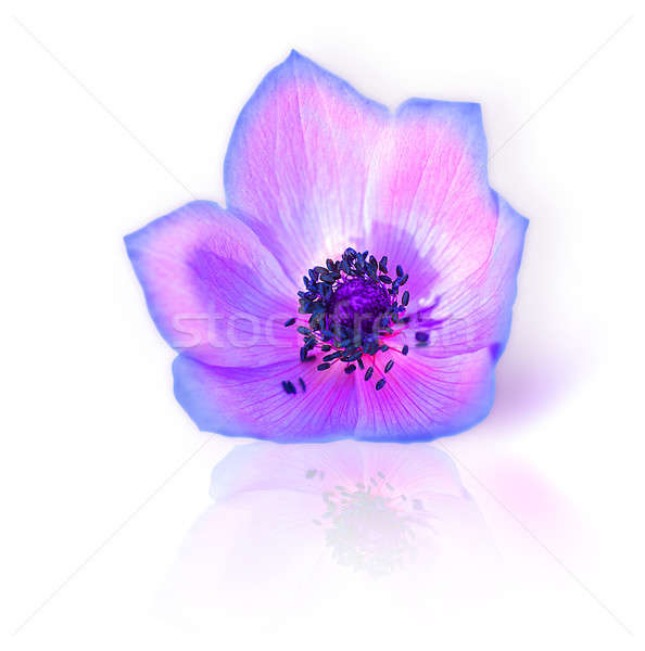 Fresh purple spring flower Stock photo © Anna_Om