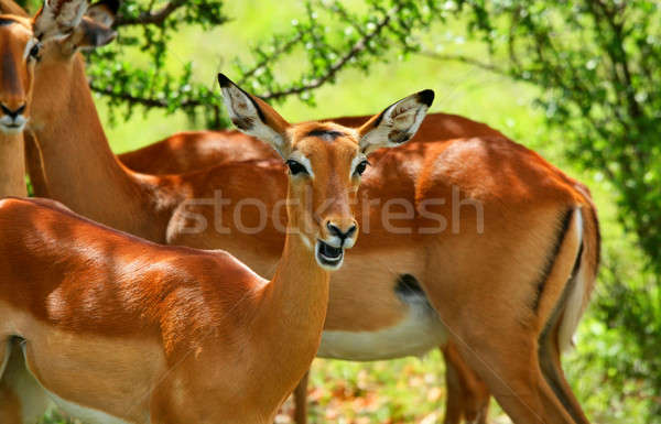 Stock photo: Wild antelope