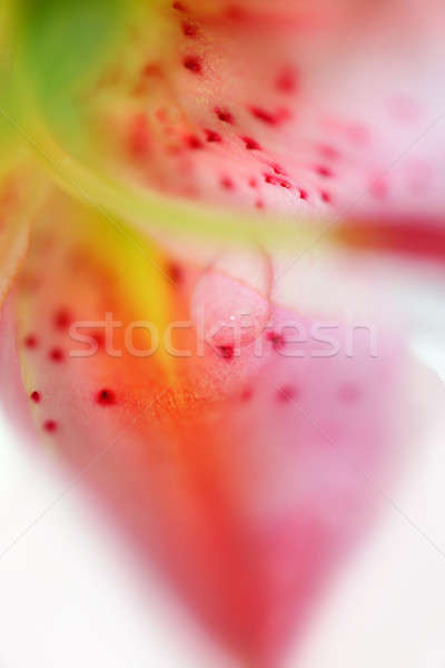 Macro shot drop acqua petali fiore Foto d'archivio © Anna_Om