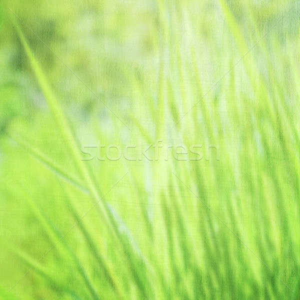 Green grass background Stock photo © Anna_Om