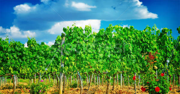 Beautiful vineyard in Europe Stock photo © Anna_Om