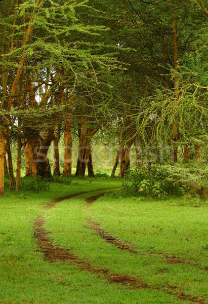 Stock photo: Forest pathway