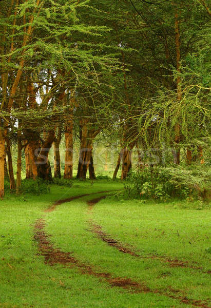 Forest pathway Stock photo © Anna_Om
