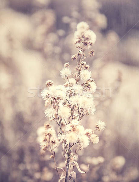 Abstract floral background Stock photo © Anna_Om