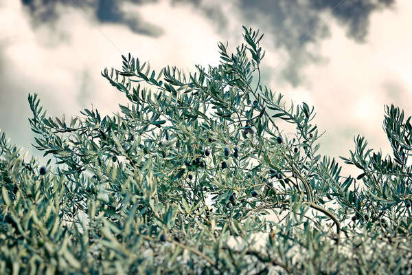 Olive tree Stock photo © Anna_Om