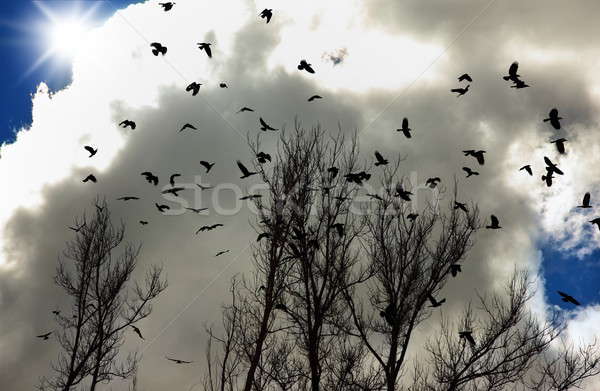 Stockfoto: Omhoog · hemel · boom · zon · natuur