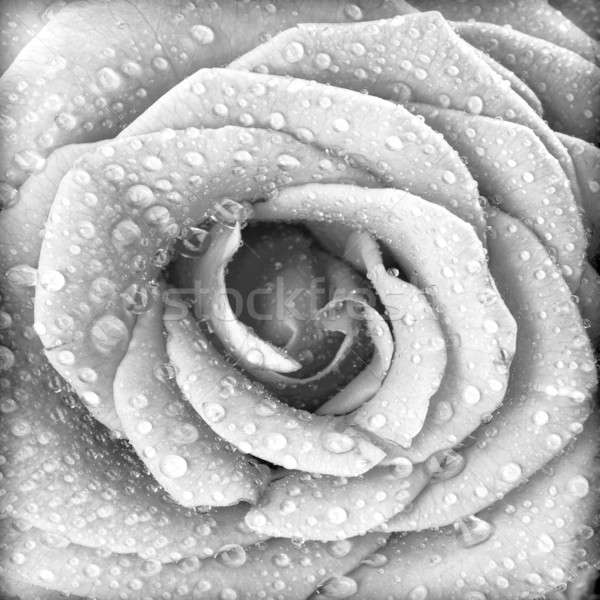 Schwarz weiß stieg Grunge abstrakten floral natürlichen Stock foto © Anna_Om