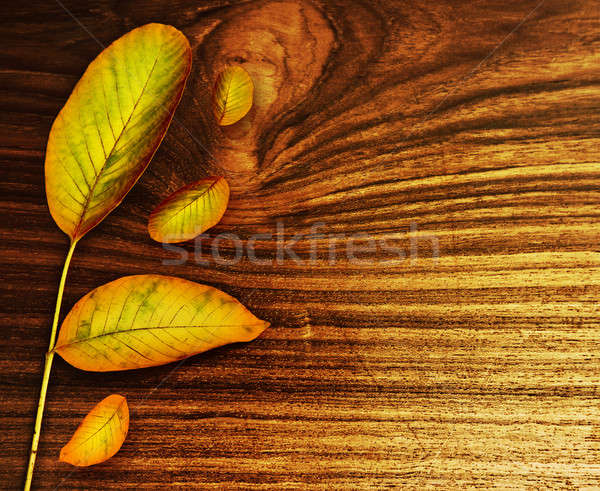 ストックフォト: 紅葉 · 古い木材 · 自然 · 秋 · 抽象的な · 国境