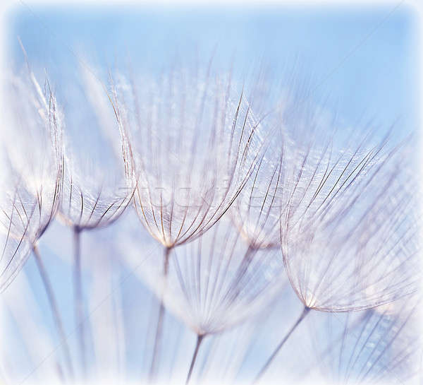 Abstrato dandelion flor azul extremo Foto stock © Anna_Om