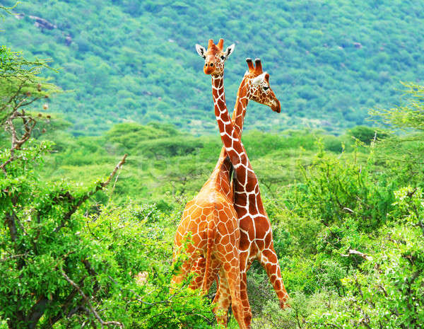 [[stock_photo]]: Lutte · deux · girafes · Afrique · Kenya · famille