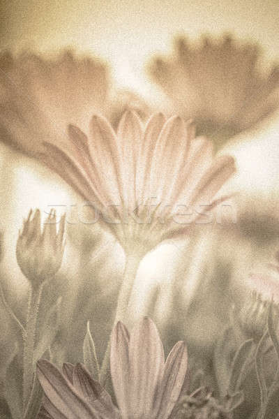 Pastel floral belo macio foco fresco Foto stock © Anna_Om