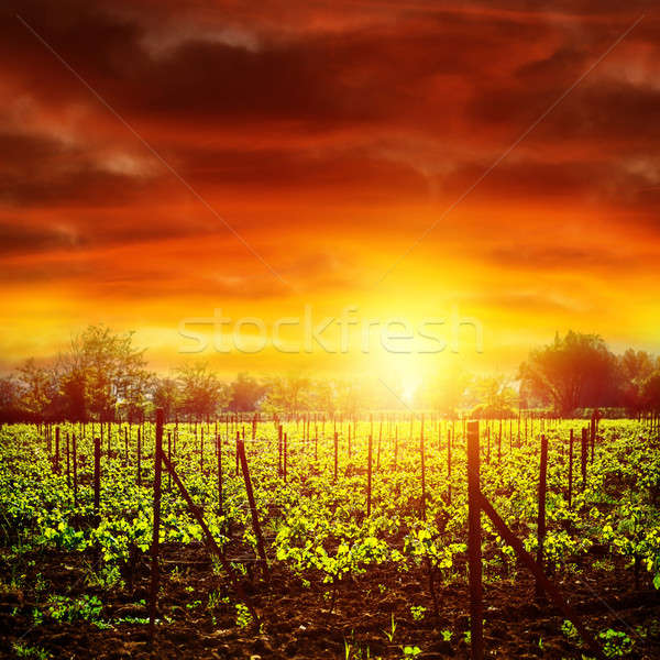 Vigneto tramonto luminoso giallo luce drammatico Foto d'archivio © Anna_Om