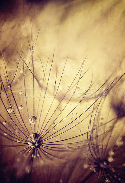 Dandelion flores grunge abstrato naturalismo fundo Foto stock © Anna_Om